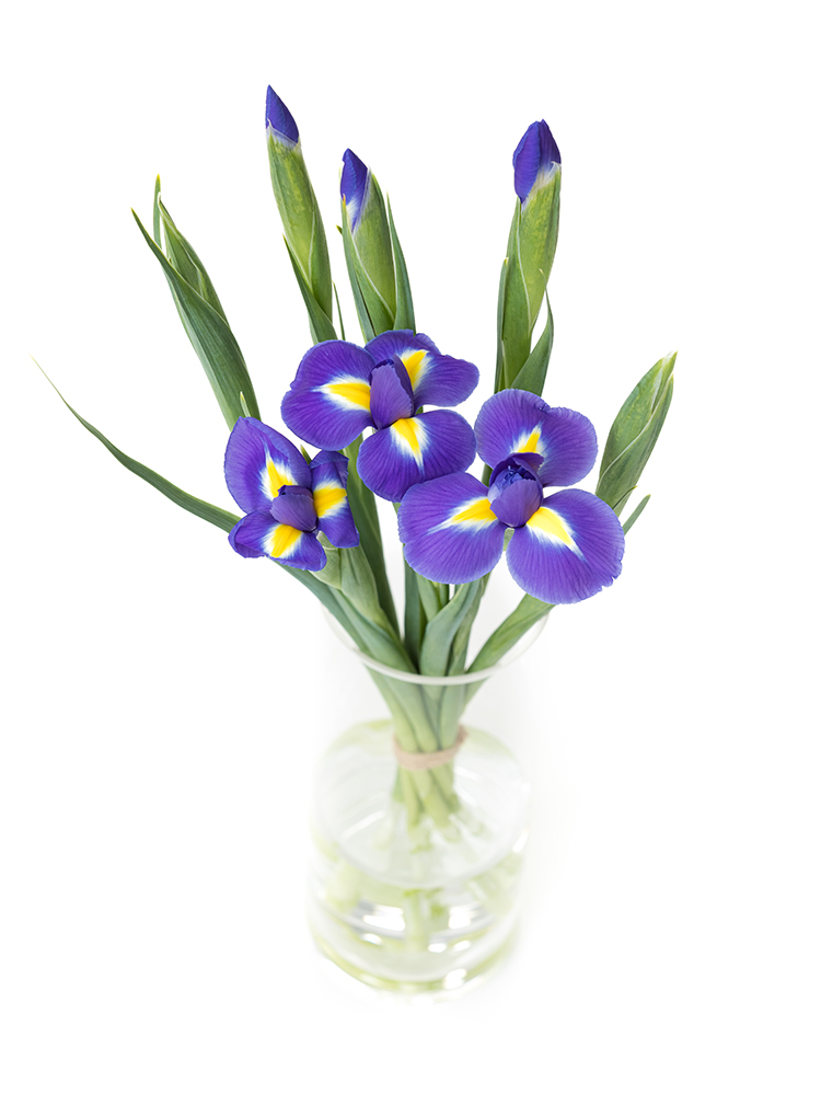 【生花】アイリス ブルーマジックの全体写真のアップ