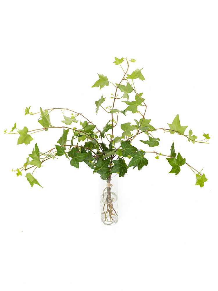 【生花】アイビー ピッツバーグ（斑なし）の全体写真のアップ