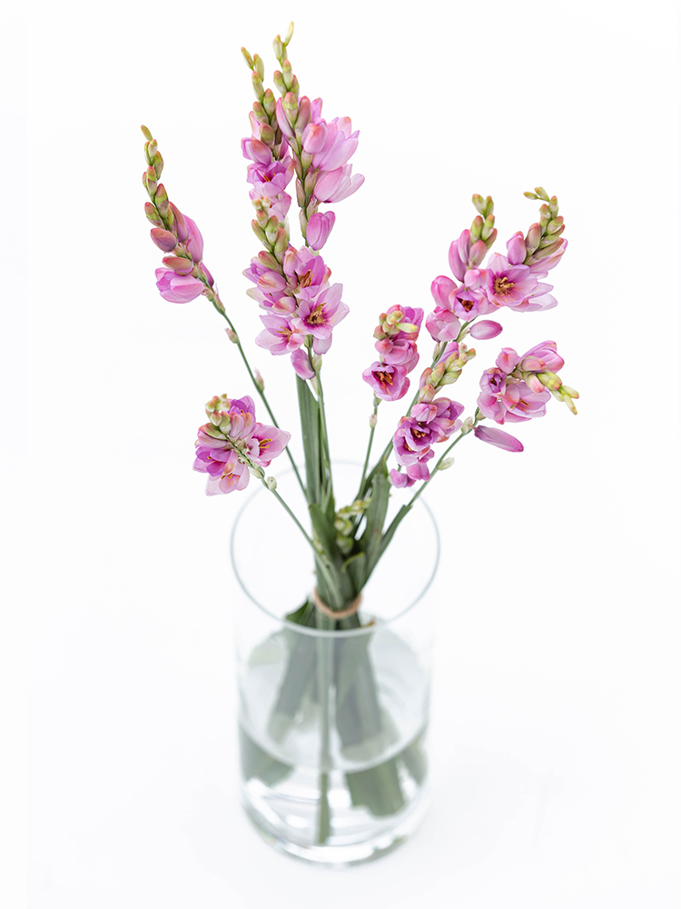 【生花】イキシア イキシャピンクの全体写真のアップ