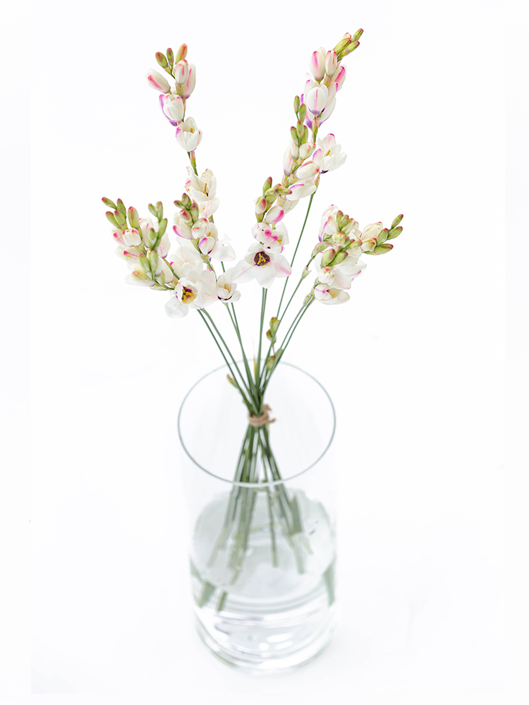 【生花】イキシア パノラマの全体写真のアップ