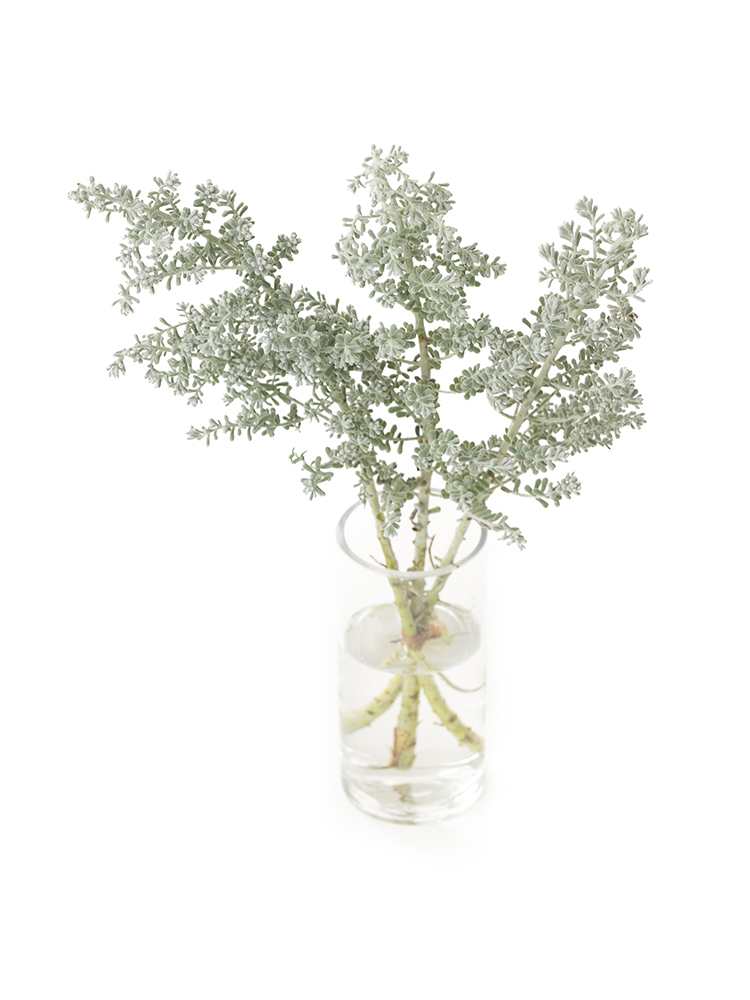 【翌日発送】コチア(白)　品種おまかせの全体写真のアップ