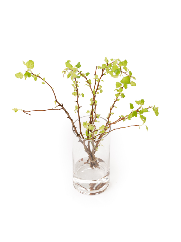 【生花】キバコデマリ の全体写真のアップ