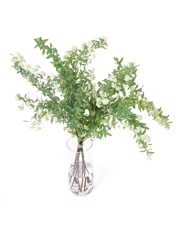 【生花】コデマリ 品種おまかせ(白)の全体写真のアップ