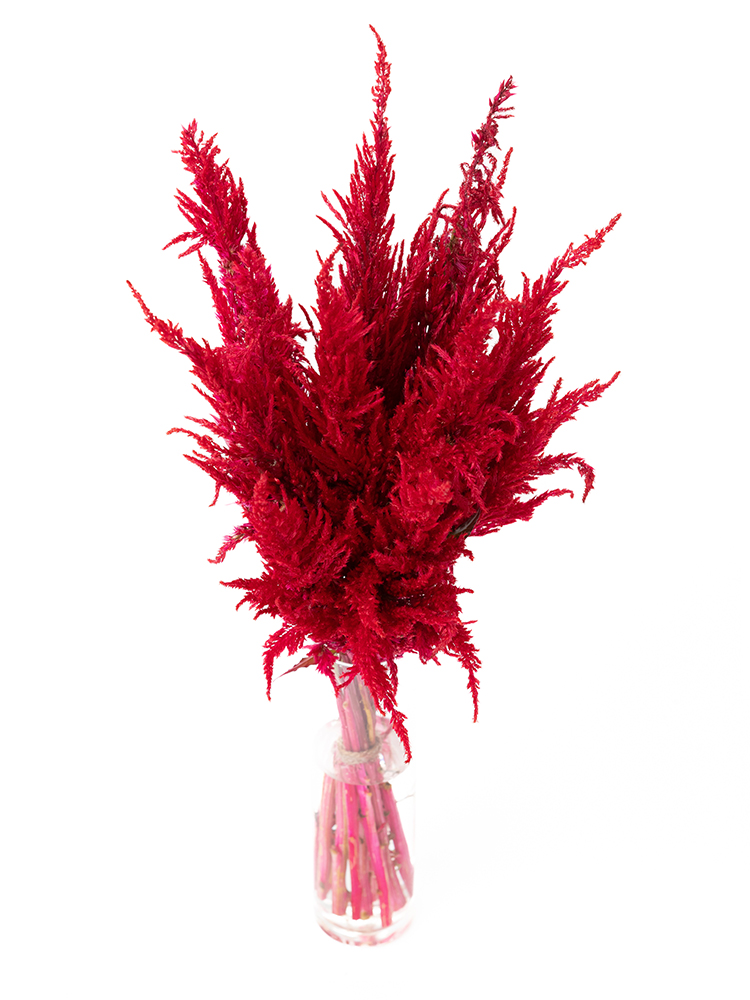 【生花】ケイトウ センチュリーレッドの全体写真のアップ