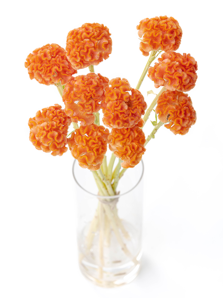 【生花】ケイトウ クルメオレンジの全体写真のアップ