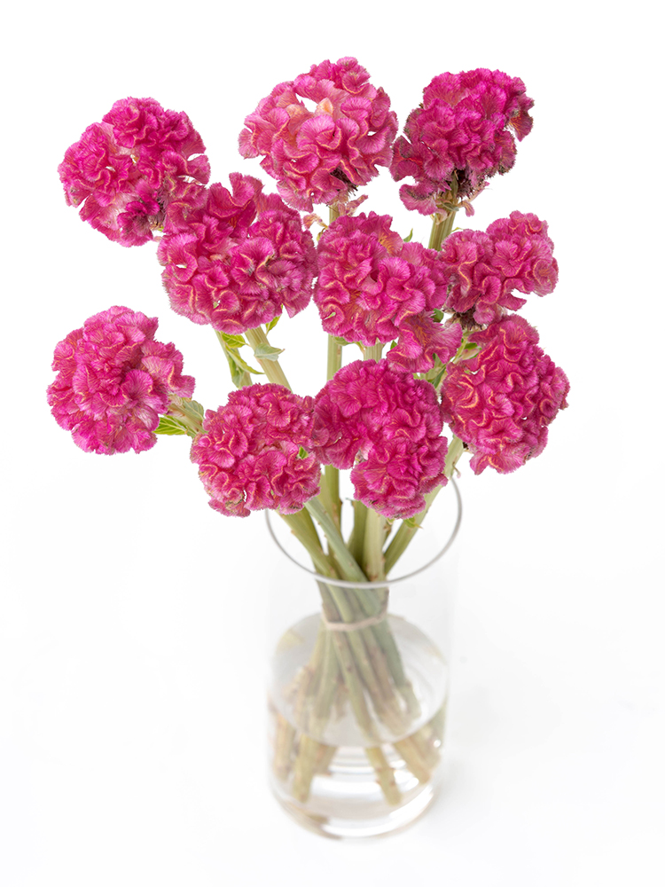 【生花】ケイトウ(濃ピンク) 品種おまかせの全体写真のアップ