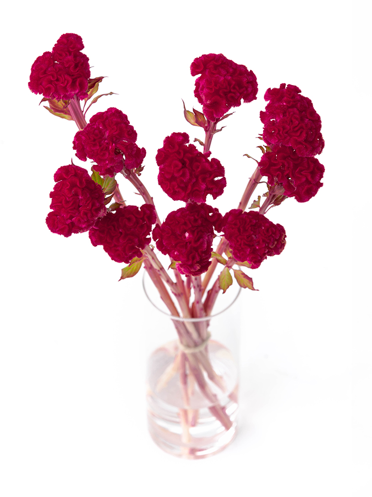 【生花】ケイトウ(赤) 品種おまかせの全体写真のアップ