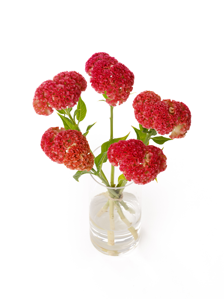 【生花】ケイトウ リプライズオレンジの全体写真のアップ