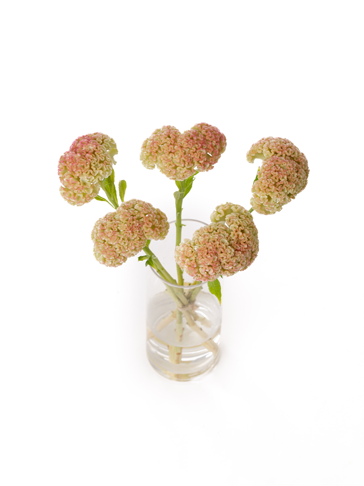 【生花】ケイトウ リプライズイエローの全体写真のアップ