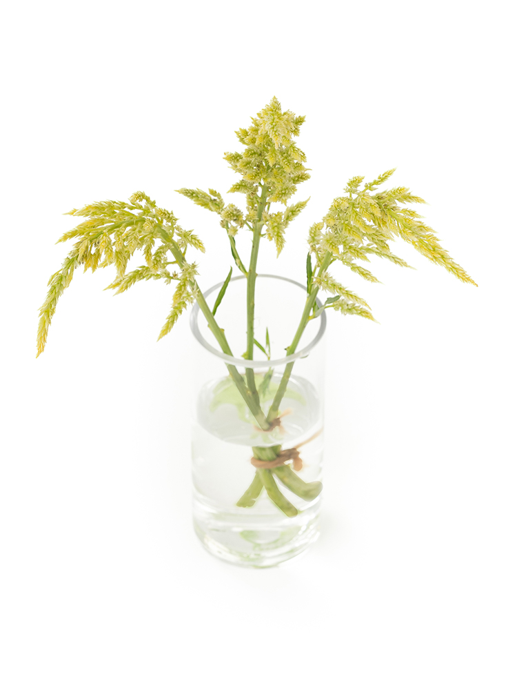 【生花】ケイトウ(セロシア) シルフィードの全体写真のアップ