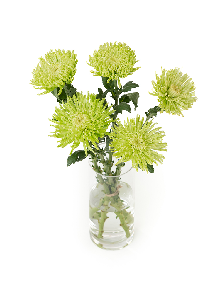 【生花】菊(ディスバットマム) アナスタシアダークライムの全体写真のアップ