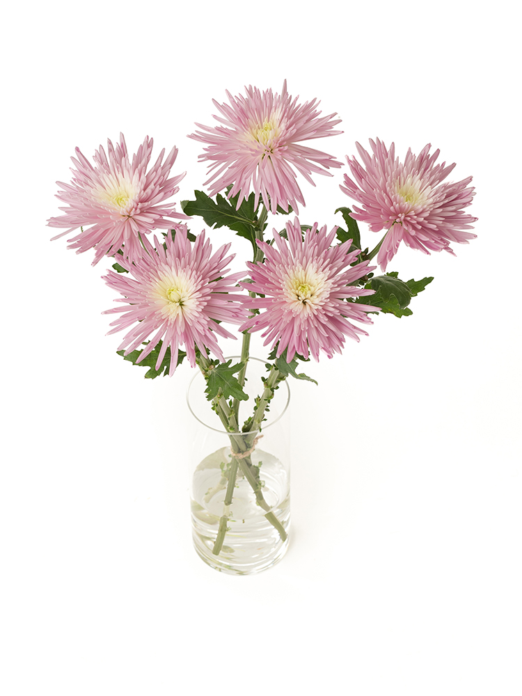 【生花】菊・ディスバッドマム アナスタシアライトピンクの全体写真のアップ