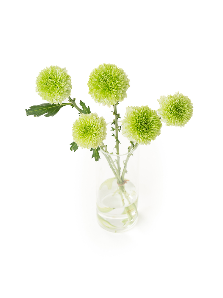 【入荷花材】菊(ディスバッドマム)　品種おまかせの全体写真のアップ