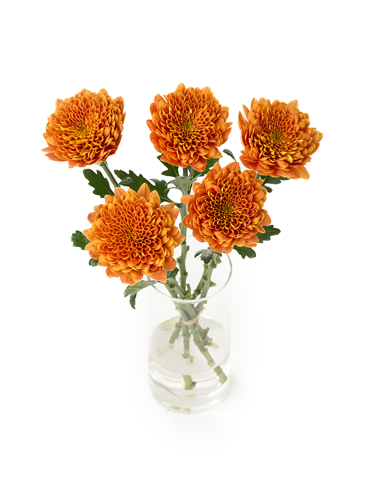 【生花】菊(ディスバッドマム) 品種おまかせの全体写真のアップ