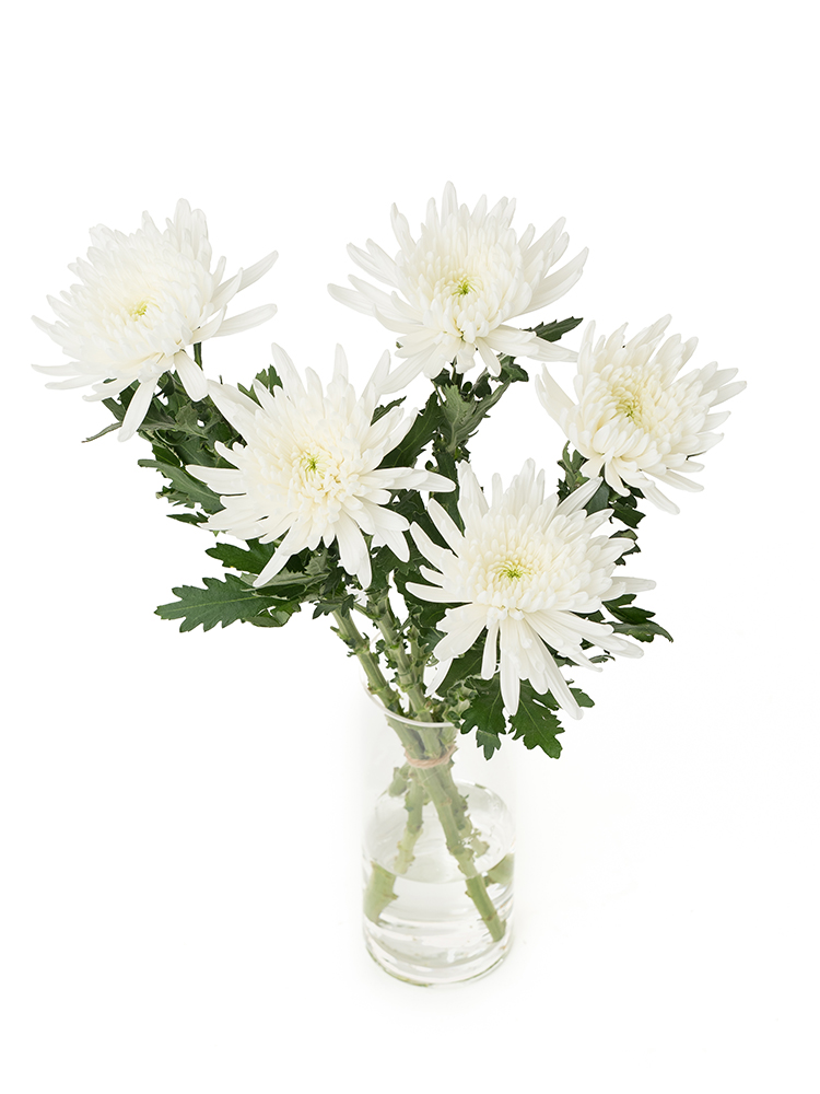 【入荷花材】菊・ディスバットマム(白)　品種おまかせの全体写真のアップ