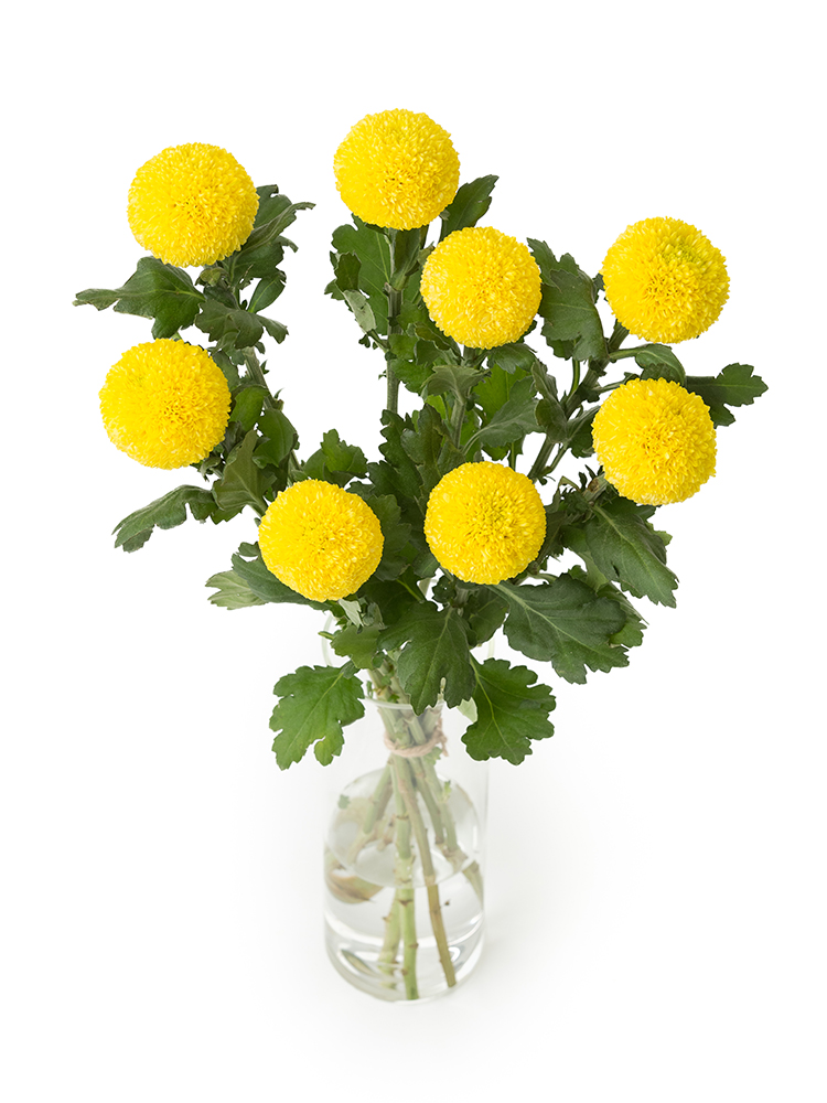 【生花】菊・ピンポンマム(黄) 品種おまかせの全体写真のアップ