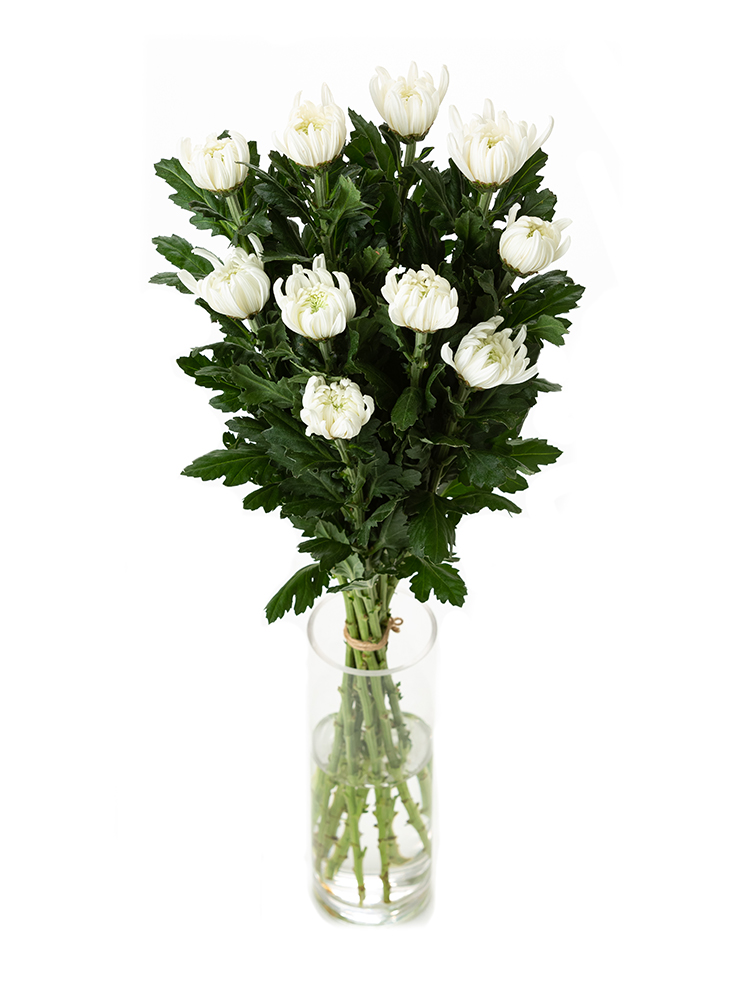 菊の花 人気商品】10月咲の小菊 - e-MUMshop