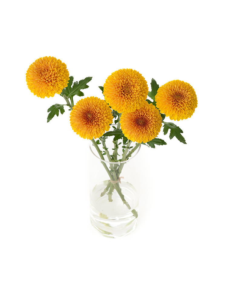 【入荷花材】菊(ピンポンマム)オレンジ　品種おまかせの全体写真のアップ