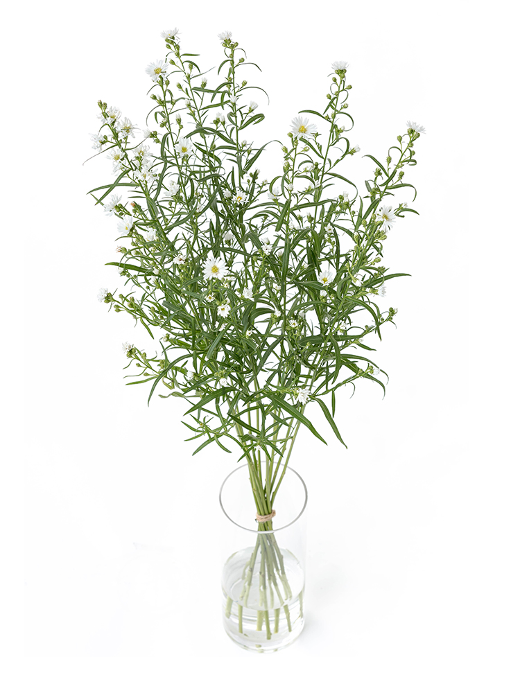 【生花】クジャクソウ ホワイトクィーンの全体写真のアップ