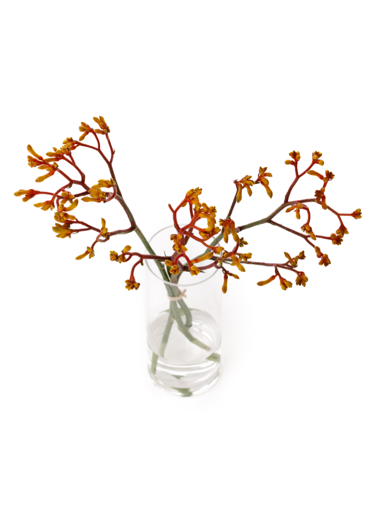 【生花】カンガルーポー ゴールドフィーバーの全体写真のアップ