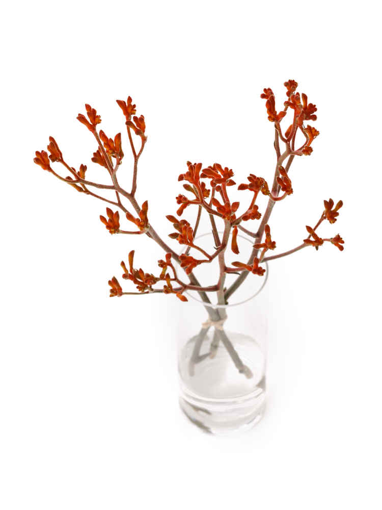 【生花】カンガルーポー カンガルーオレンジの全体写真のアップ