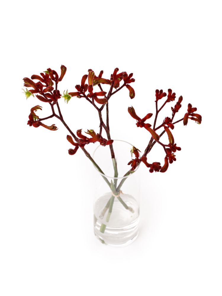 【生花】カンガルーポー カンガルーレッドの全体写真のアップ