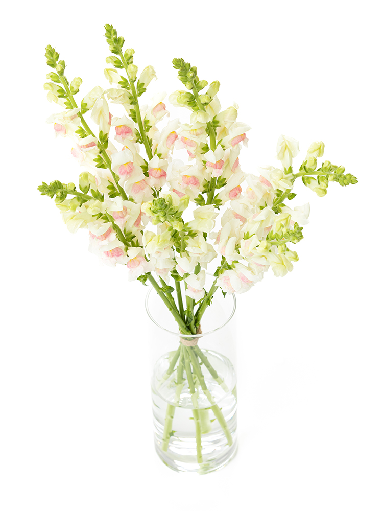 【生花】キンギョソウ(スナップ) アップルブロッサムの全体写真のアップ