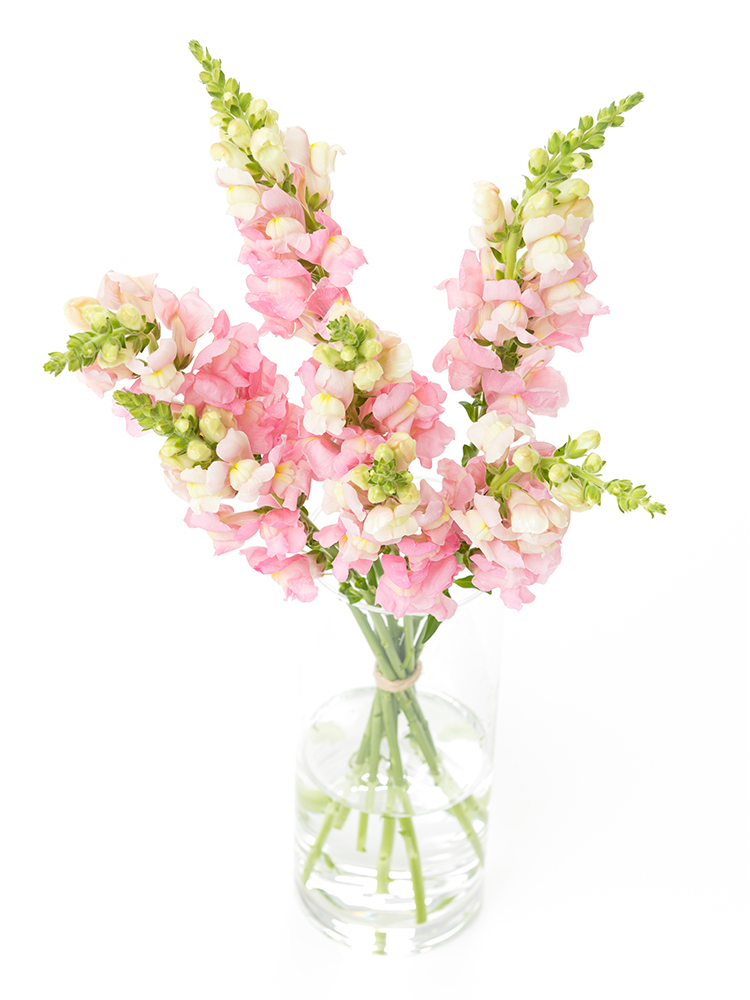 【生花】キンギョソウ(スナップ) レジェピンクの全体写真のアップ