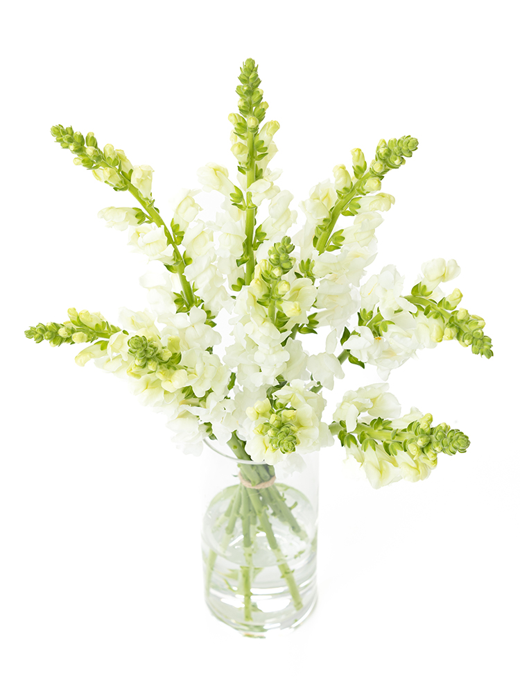 【生花】キンギョソウ(スナップ) レジェホワイトの全体写真のアップ