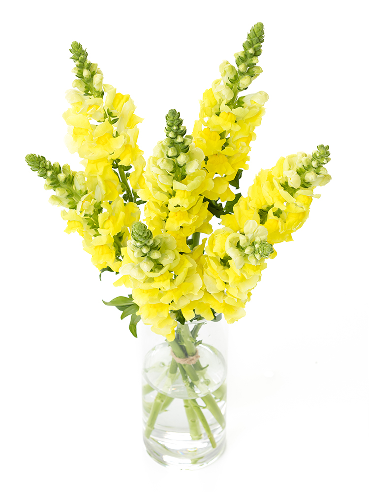 【生花】キンギョソウ(スナップ) レジェイエローの全体写真のアップ