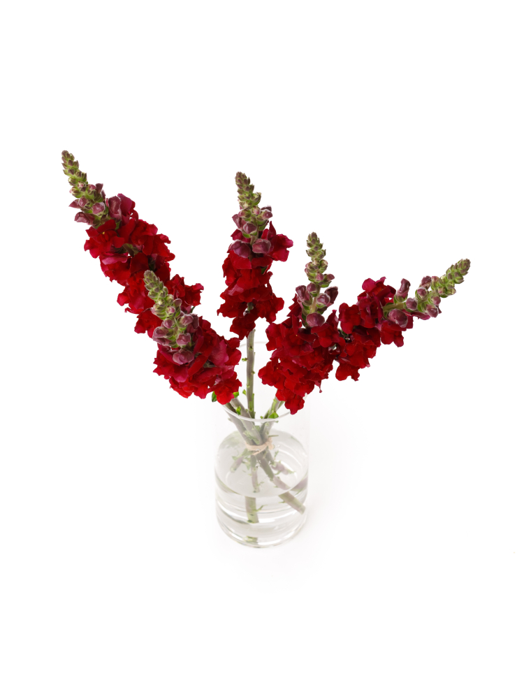 【生花】キンギョソウ(スナップ) メリーランドレッドの全体写真のアップ