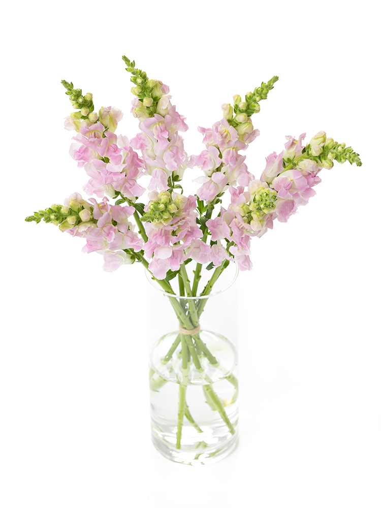 【生花】キンギョソウ(スナップ) 品種おまかせ(薄ピンク)の全体写真のアップ