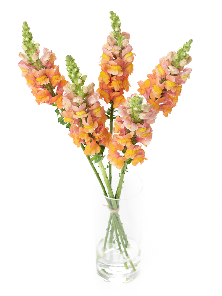 【生花】キンギョソウ(スナップ) 品種おまかせ(オレンジ)の全体写真のアップ