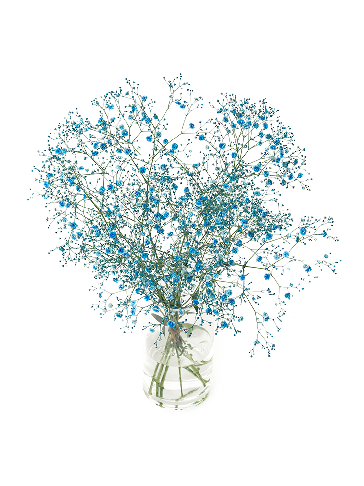 【生花】カスミソウ(染め)ブルー 品種おまかせの全体写真のアップ