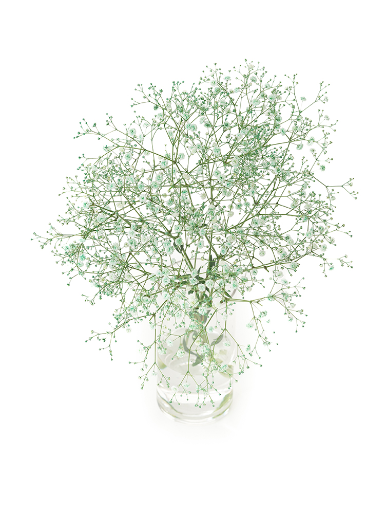 【生花】カスミソウ(染め)グリーン 品種おまかせの全体写真のアップ