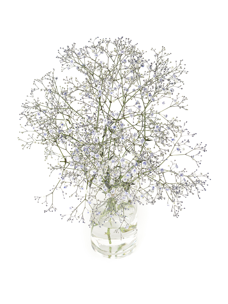 【生花】カスミソウ(染め)ラベンダー 品種おまかせの全体写真のアップ