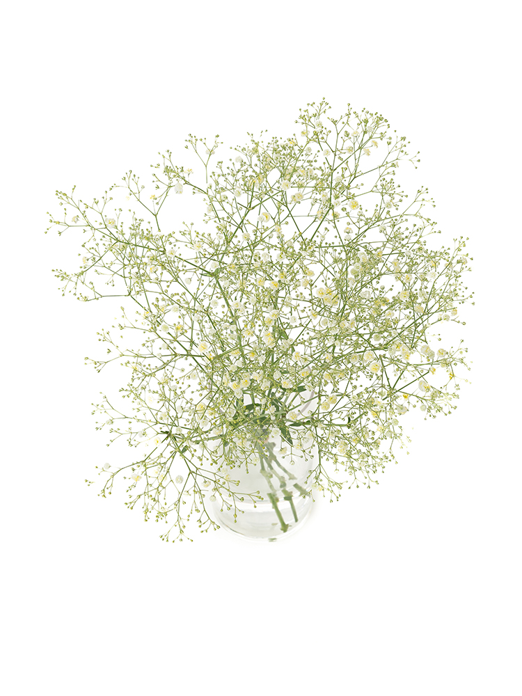 【生花】カスミソウ(染め)イエロー 品種おまかせの全体写真のアップ