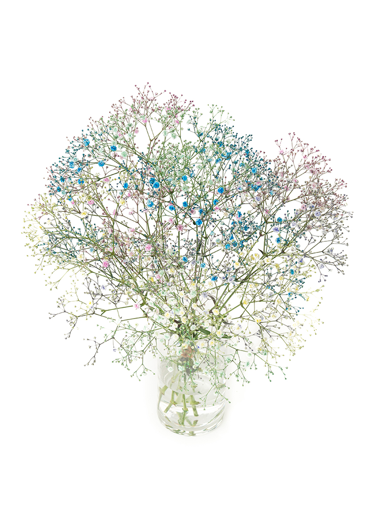 【生花】カスミソウ(染め) 品種おまかせの全体写真のアップ