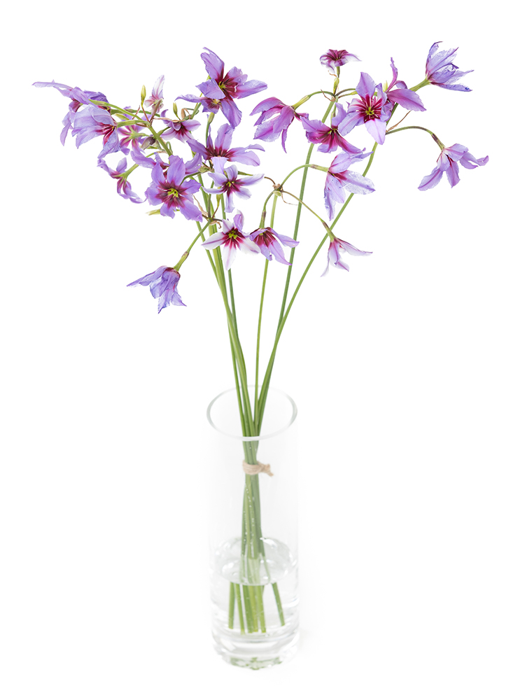 【生花】リューココリーネ カラベルの全体写真のアップ