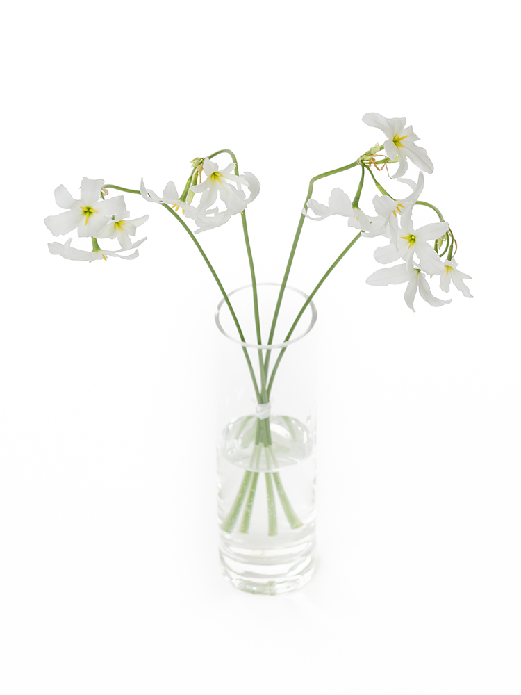 【生花】リューココリーネ リューココリーネホワイトの全体写真のアップ