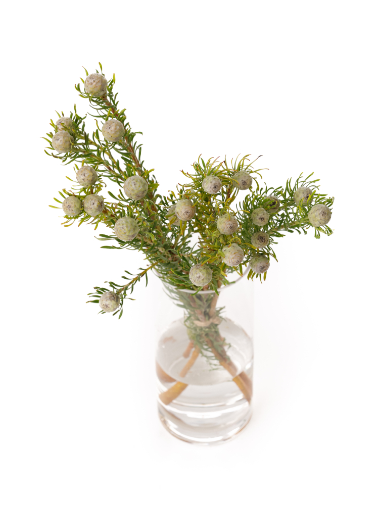 【生花】リューカデンドロン ジェイドパールの全体写真のアップ