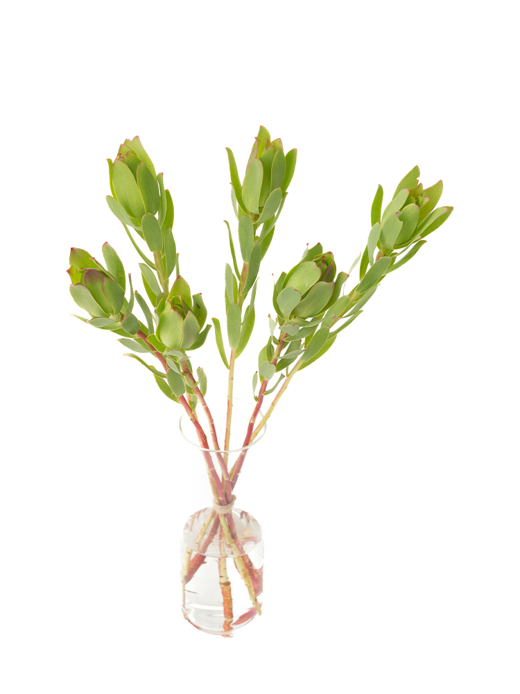 【生花】リューカデンドロン(緑) 品種おまかせの全体写真のアップ