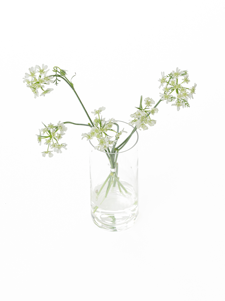 【生花】レースフラワー オルレアの全体写真のアップ