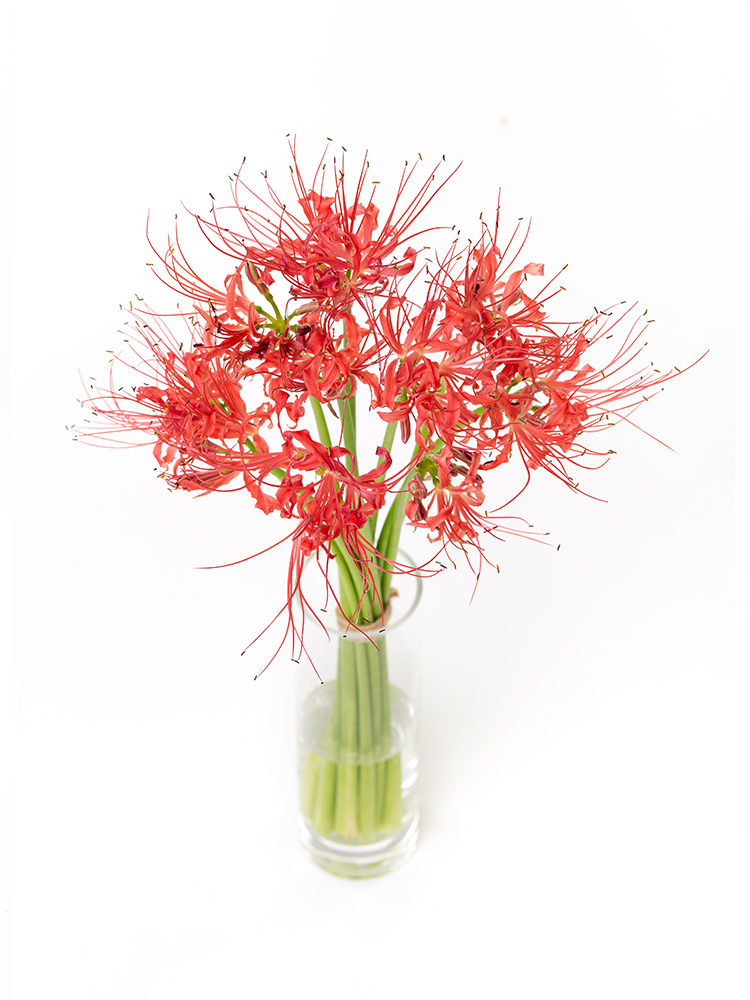 【生花】リコリス ラジアータの全体写真のアップ