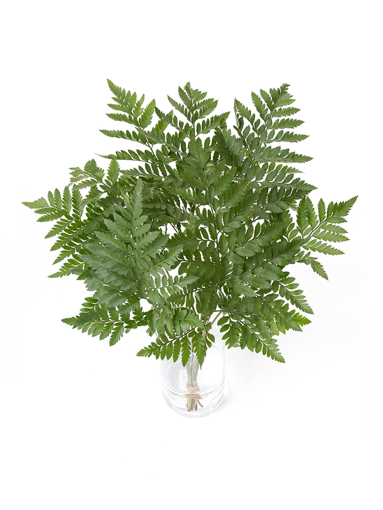 【生花】レザーファン 品種おまかせ(緑)の全体写真のアップ