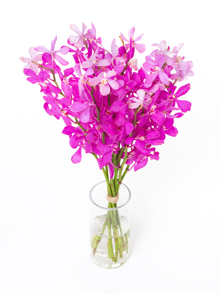 【生花】モカラ カリプソの全体写真のアップ