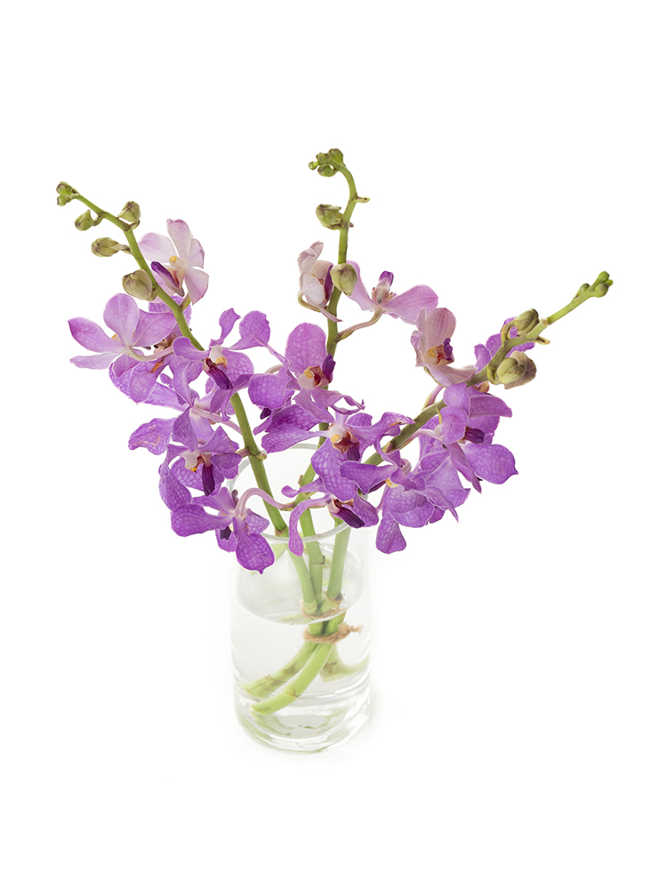 【生花】モカラ ライラックブルーの全体写真のアップ