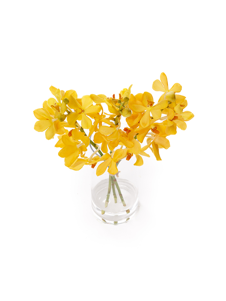 【生花】モカラ ムーンライトイエローの全体写真のアップ