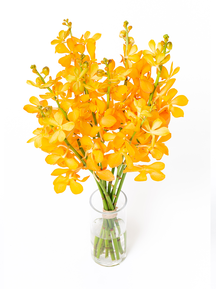 【生花】モカラ(オレンジ) 品種おまかせの全体写真のアップ