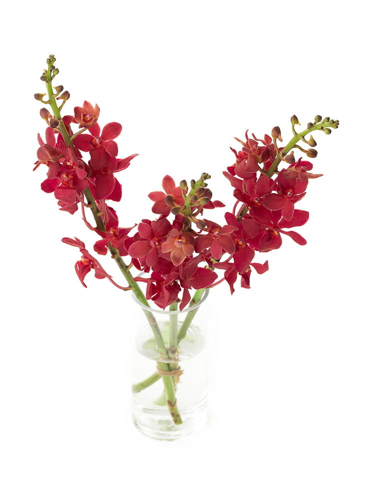 【入荷花材】モカラ(赤)　品種おまかせの全体写真のアップ